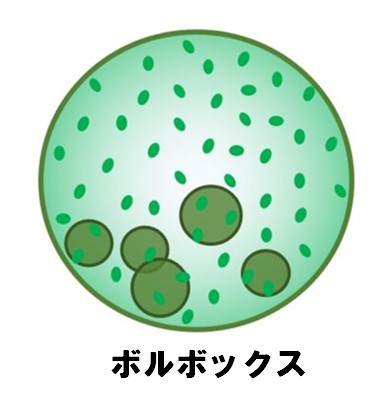 高校生物 細胞群体のポイント 高校生学習勉強サイトgakumo