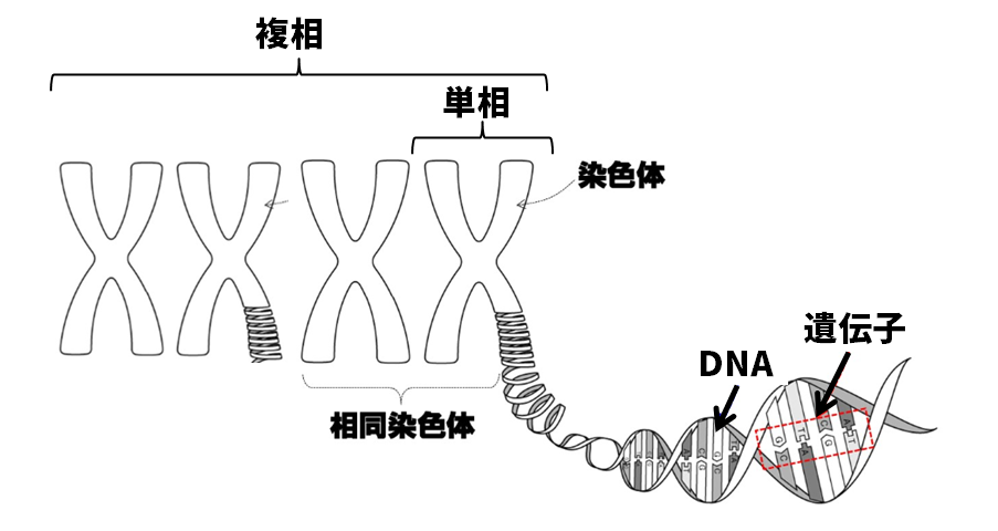 遺伝とDNA図解