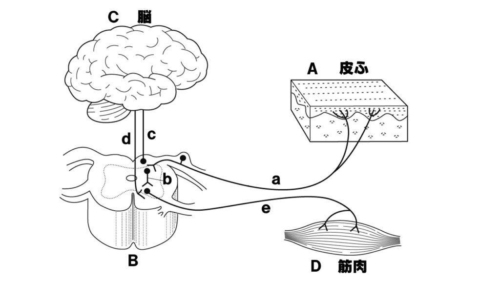 神経系の問題図