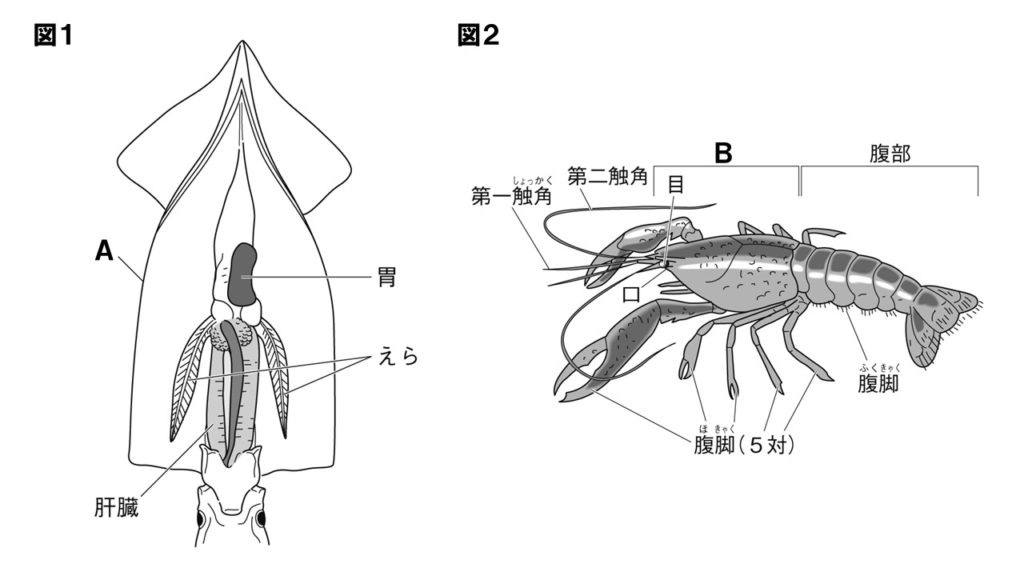 無セキツイ動物の問題図