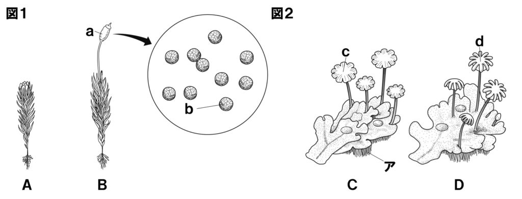 コケ植物問題図