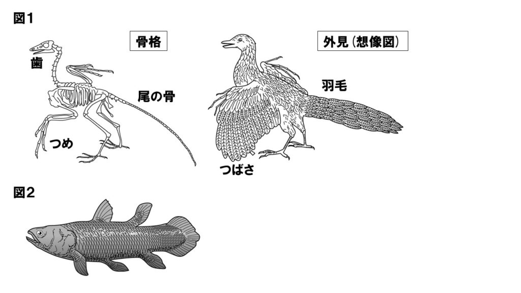 生物の進化の問題図