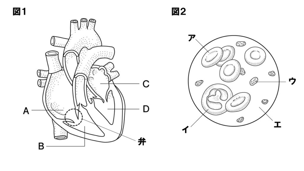 心臓のつくり問題図