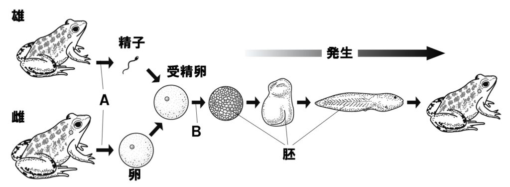 細胞分裂の問題図