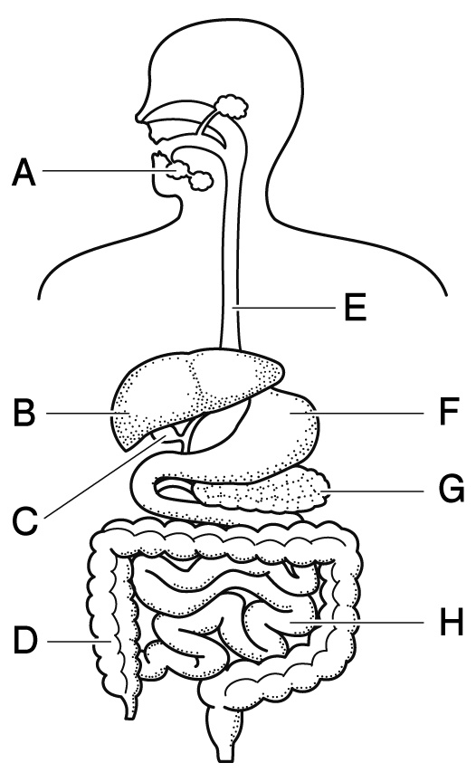 ヒトの消化器官