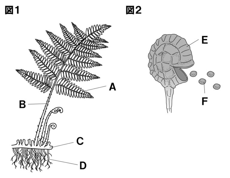 シダ植物問題図
